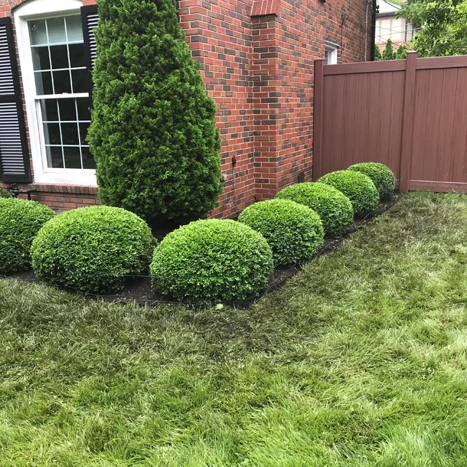 Boxwood Trimming