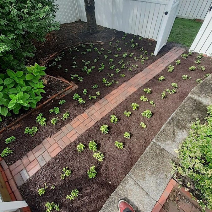 Groundcover and Mulch