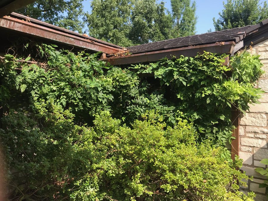 Wisteria Pruning