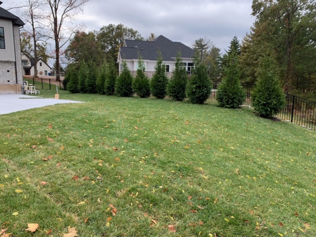 Tree and sod update