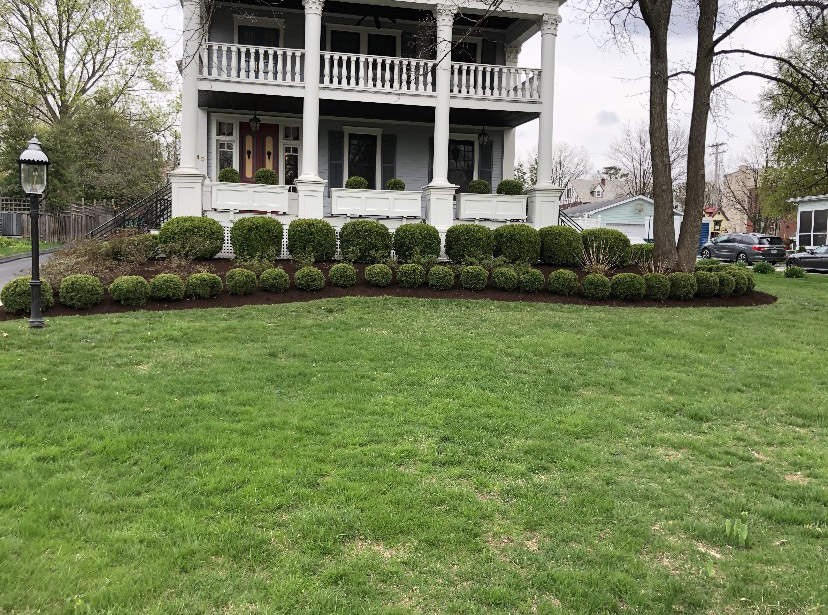 Boxwood Pruning and Bed Prep