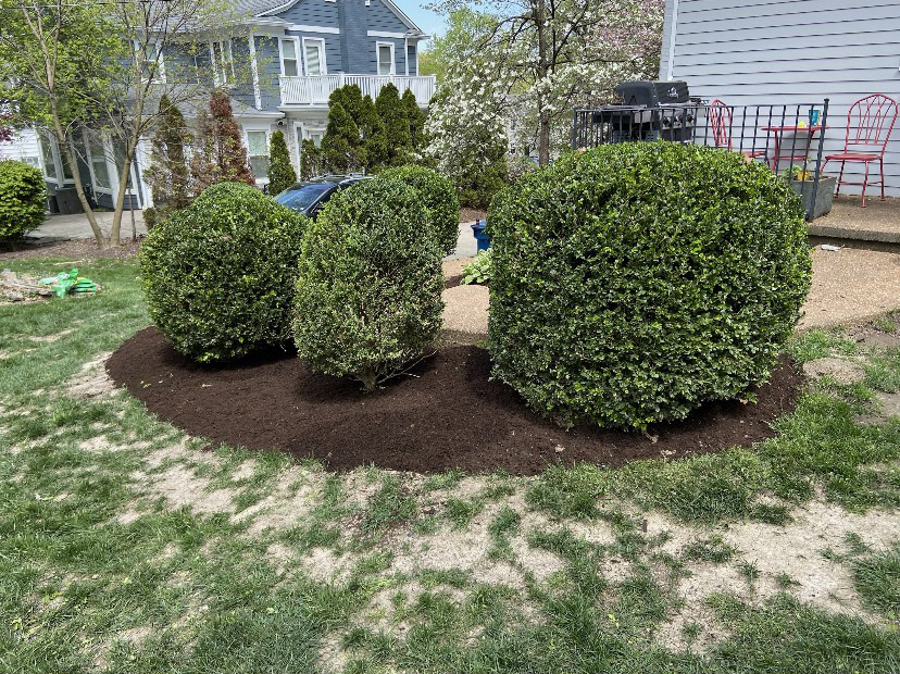 Bush Removal and Bed Cleanup